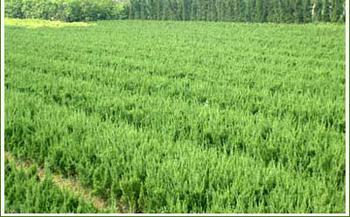 ��Ҫ���ؼ۸����ĸ�ѡ�������ǹؼ�