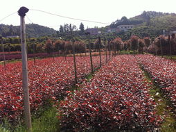 Ϊ�δ�����ϲ���߸˺�Ҷʯ�ר��������