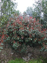 ��Ҷʯ骼۸��紦�ڸ�Ũ���¶�ʱ��