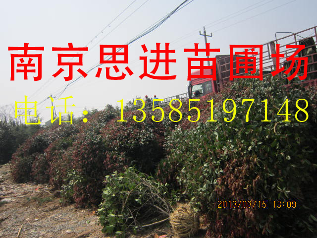 ����԰���̻���ľ��Ҷʯ�