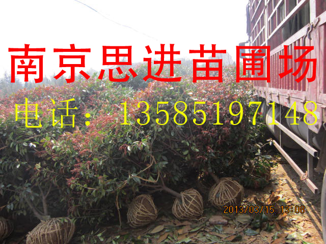 10��50����Ǥ��С�� ��Ҷʯ�