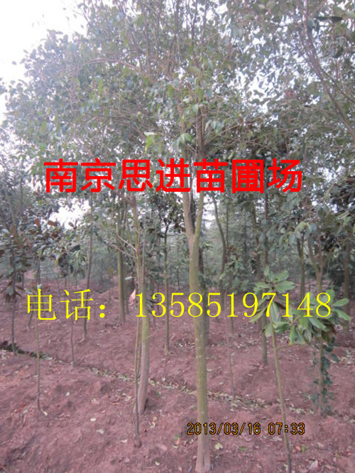 ��ľ����ֱ��Ӱ��߸˺�Ҷʯ骼۸�ĵ���