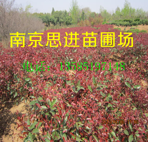 ��ֲ��Ҷʯ骵�ʱ����Ҫ��ǰ�˽����ľ������ϰ��