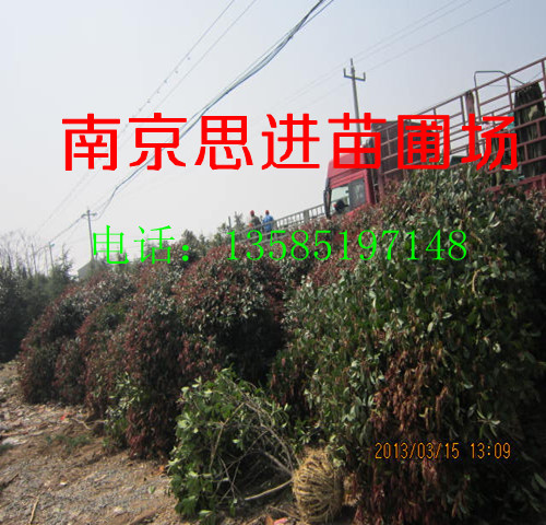 �󹺺�Ҷʯ� �߸˺�Ҷʯ�