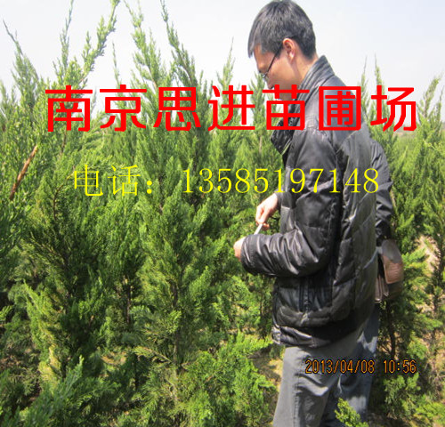 ��С���� 50-100�� ����С��