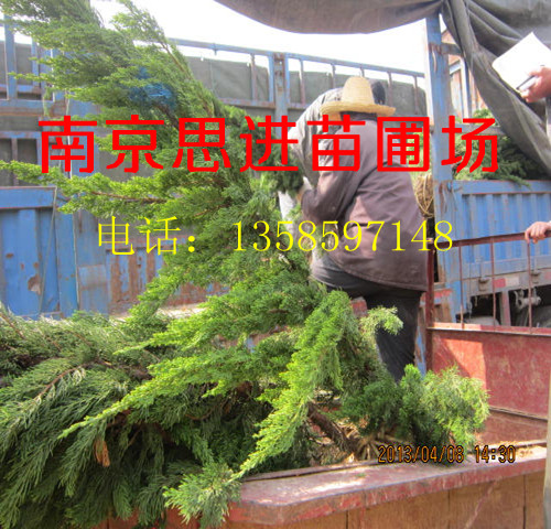 ���� ������ ������ �̻���ľ����