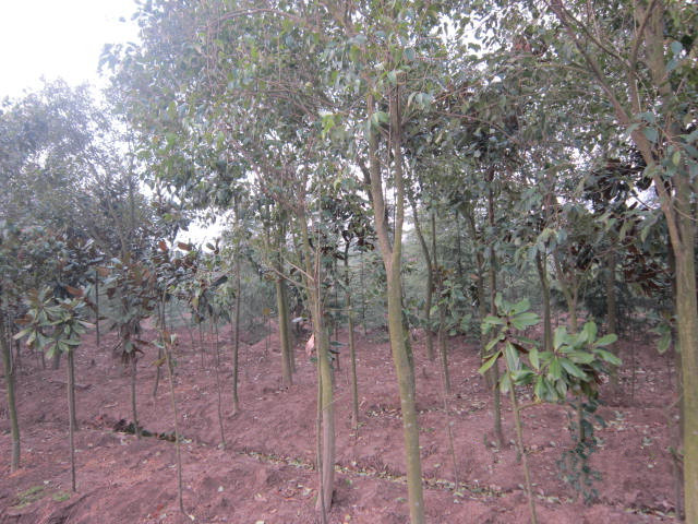 �߸�Ů��С��