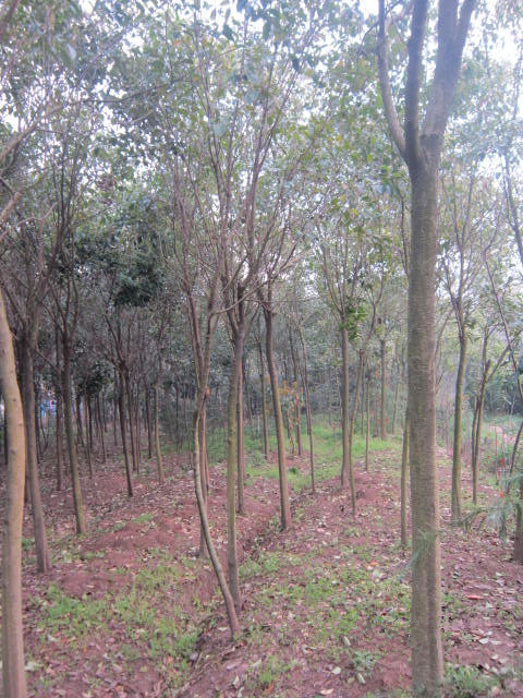 �߸�Ů��С��