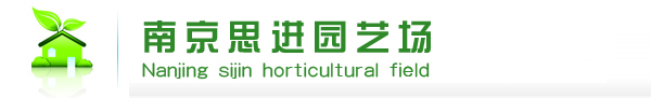 红叶石楠价格2013年优惠信息